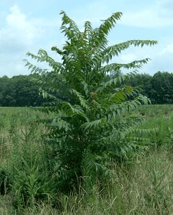 Ailanthus altissima